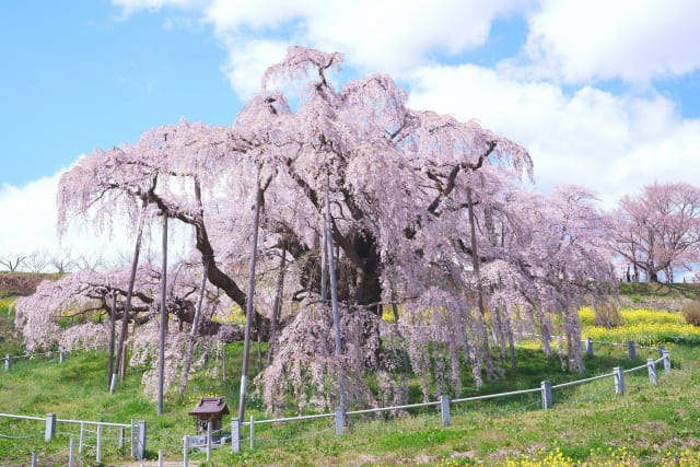 福島の滝桜の画像