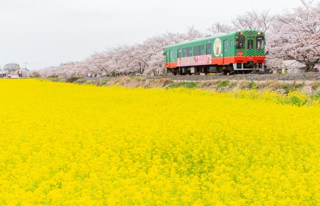 真岡鉄道と菜の花畑の風景