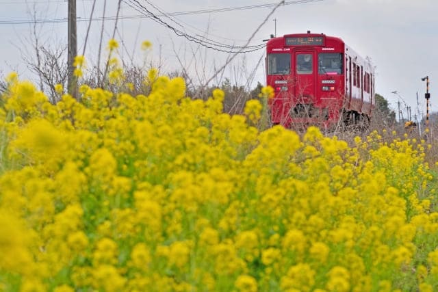 筑後川の菜の花の風景